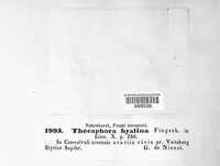 Thecaphora capsularum image